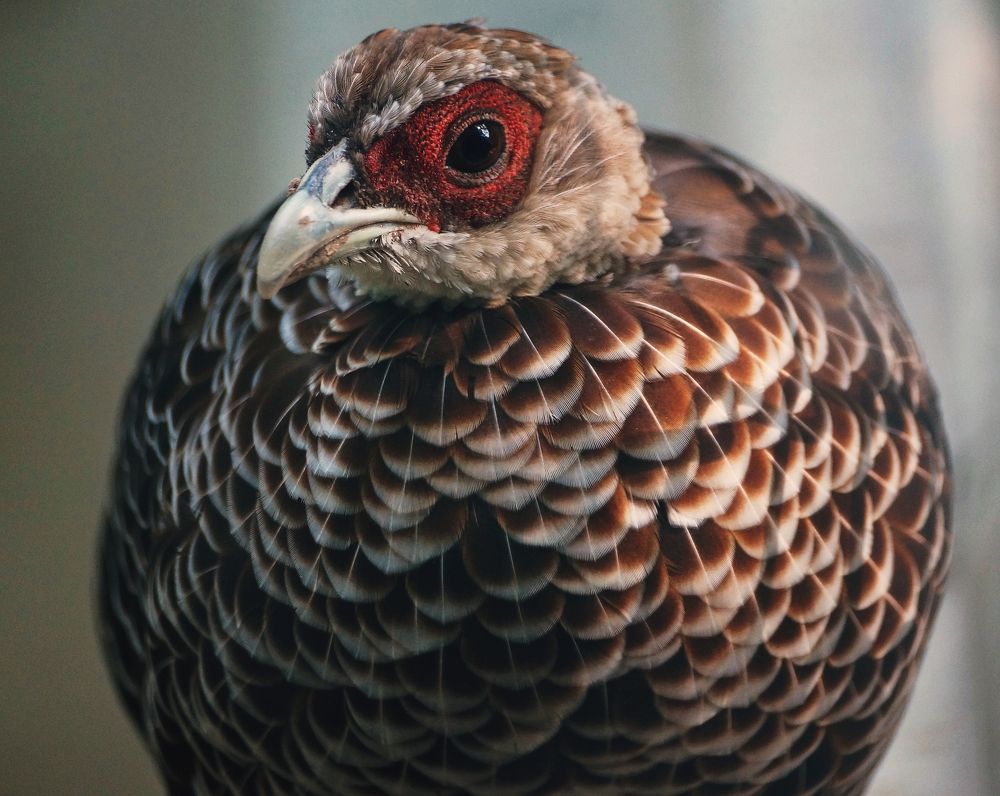 Phenomenal patterns on a Pheasant!