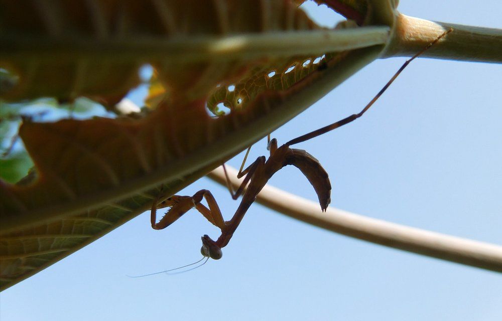 Praying mantis