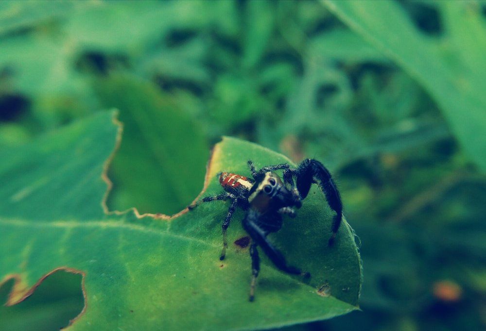 Spiders