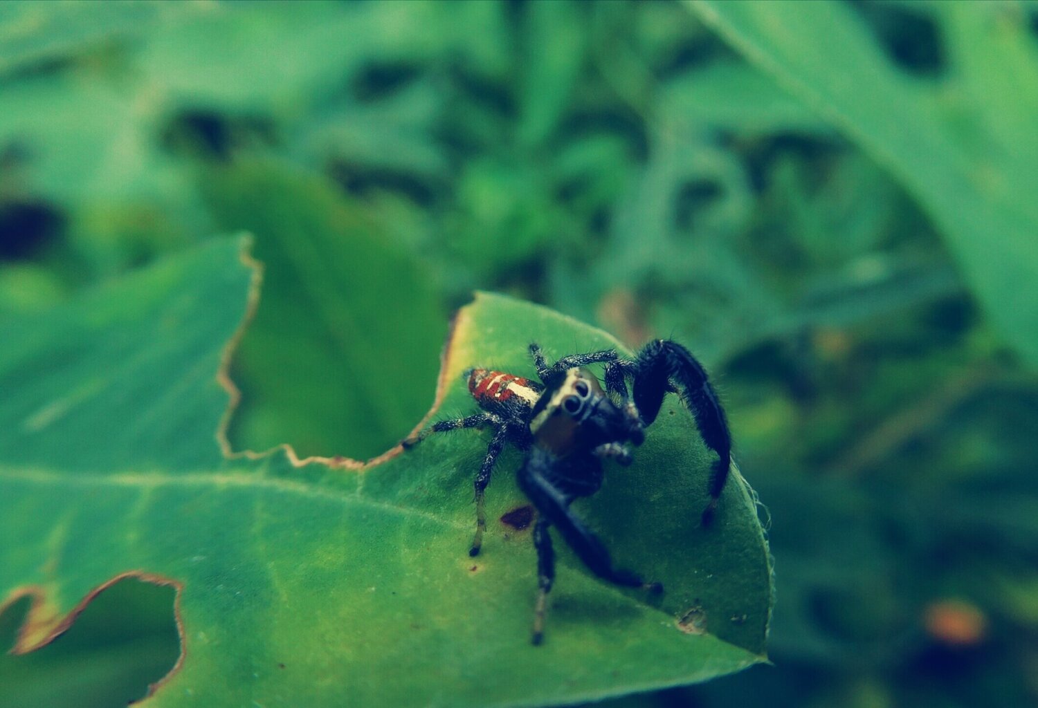 Spiders