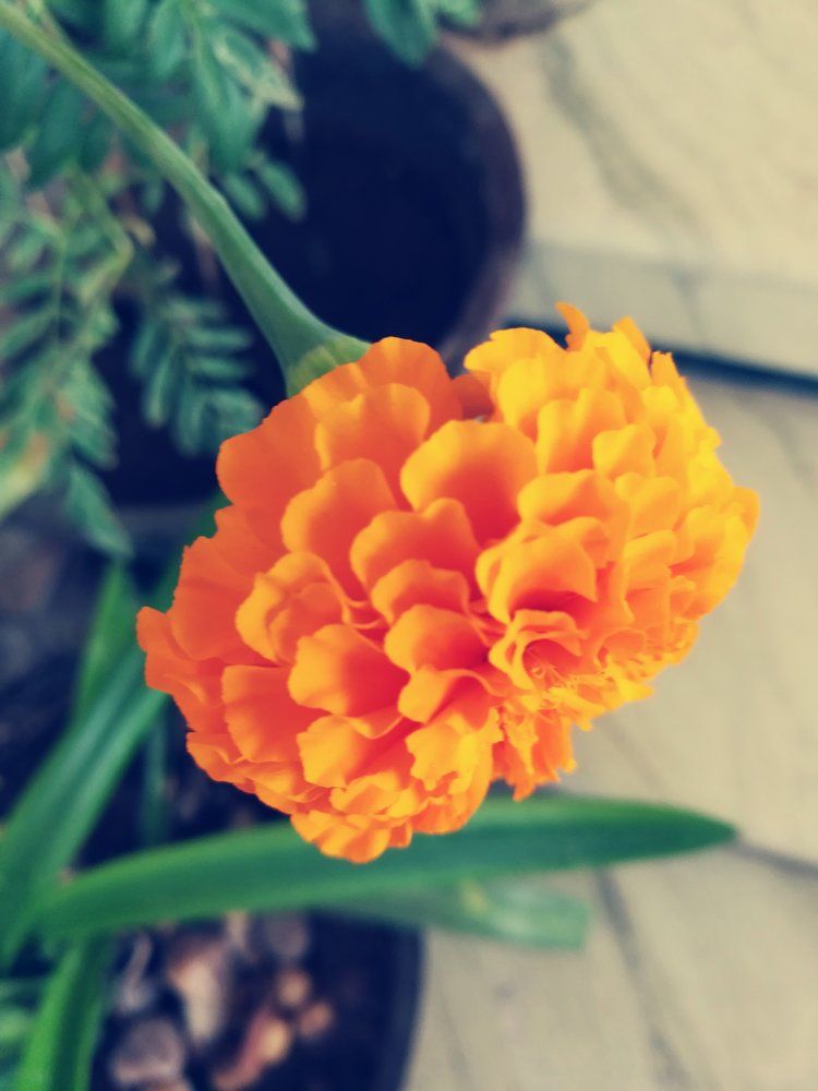 Marigold