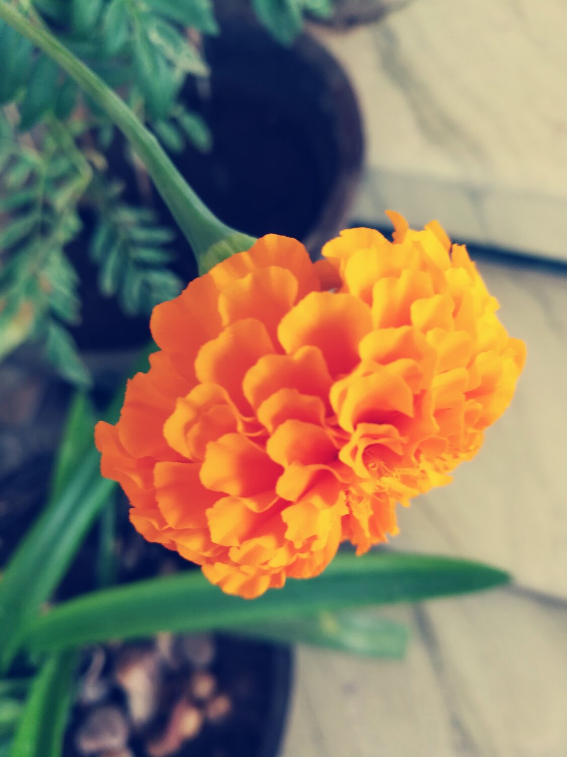 Marigold