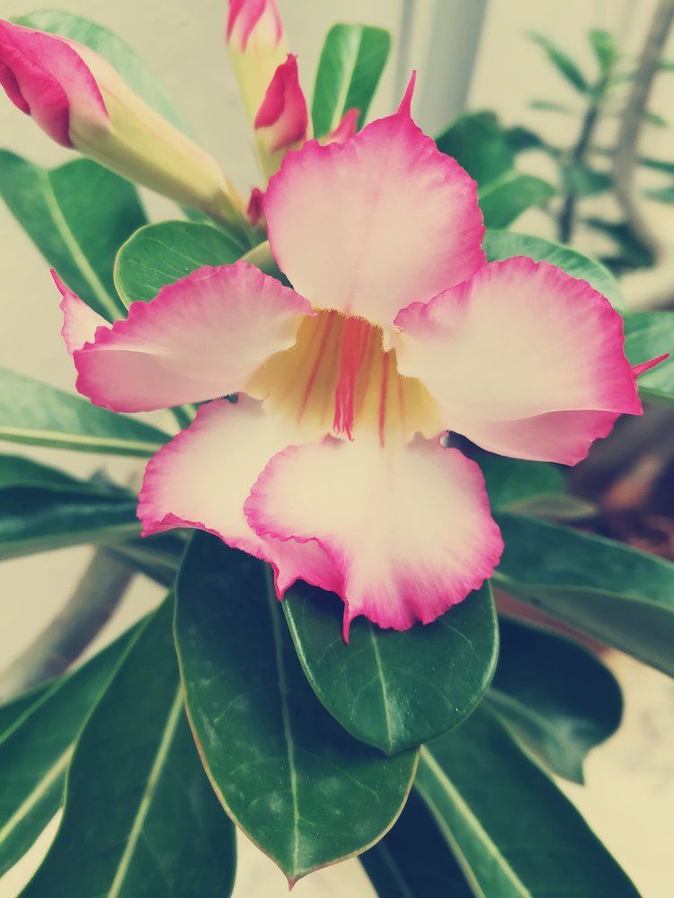 The earth laughs in flowes
