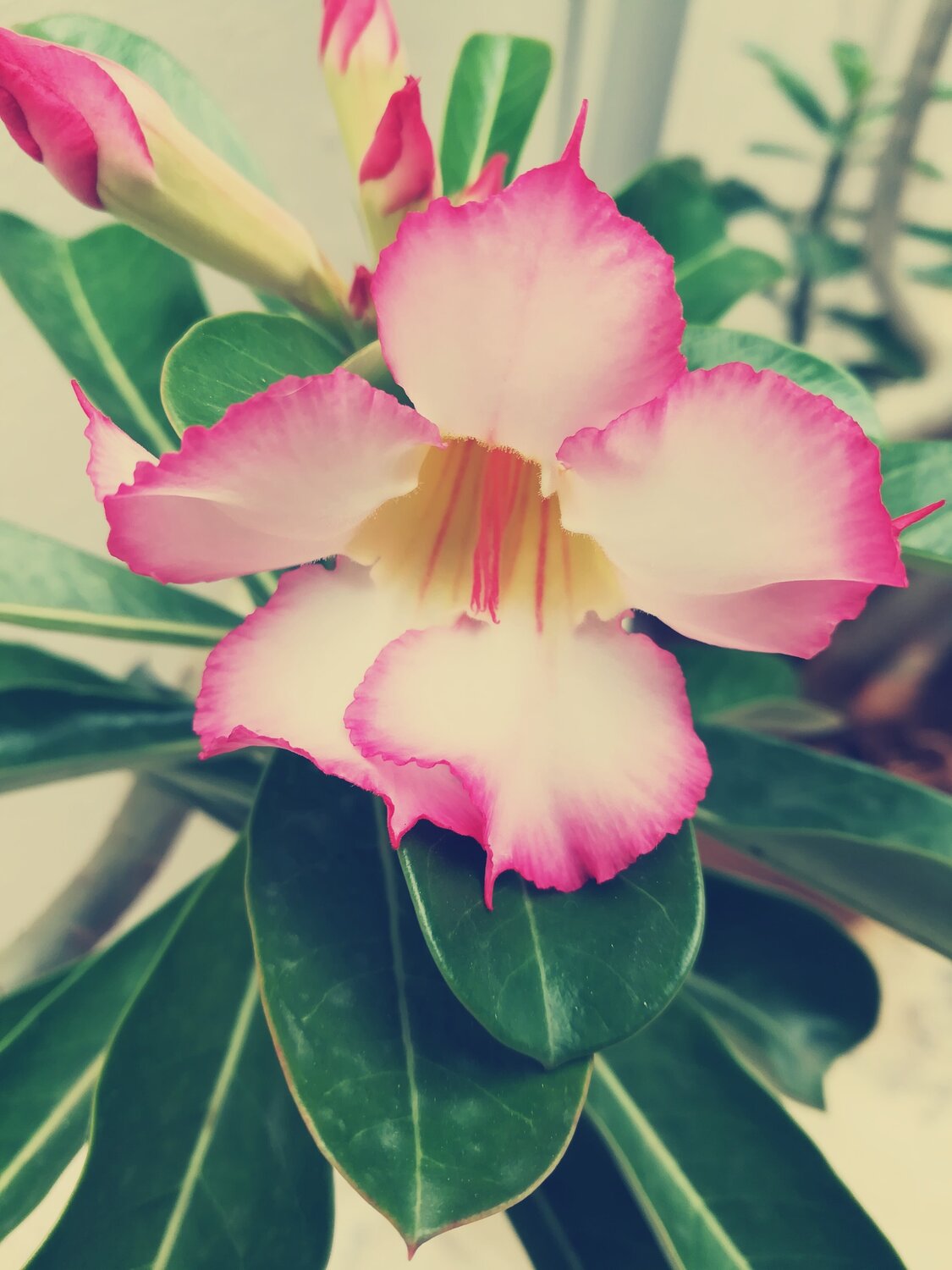 The earth laughs in flowes