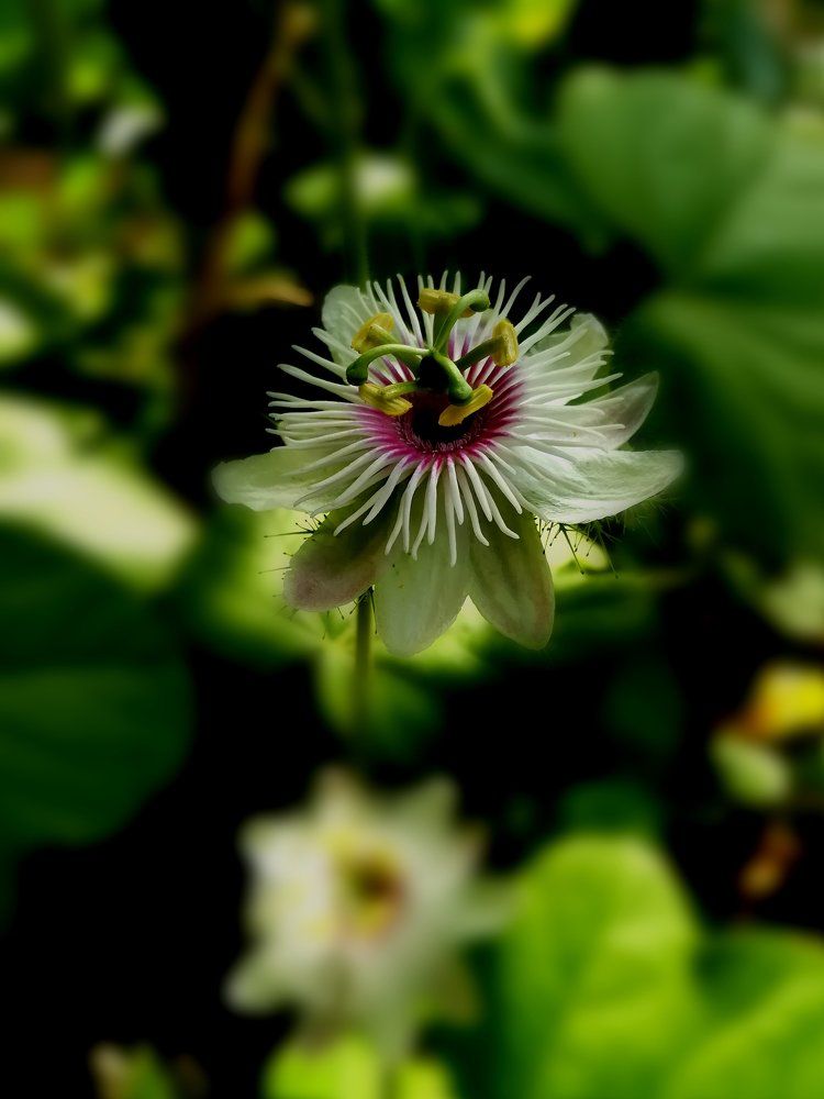 Petals