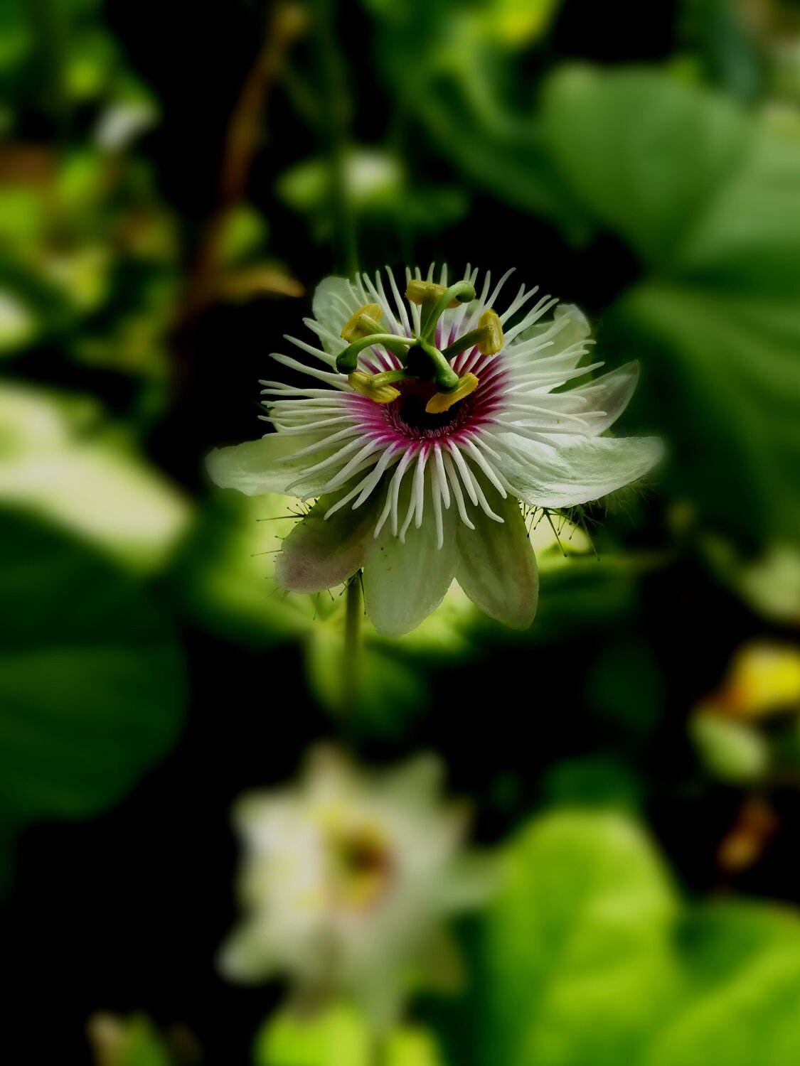 Petals