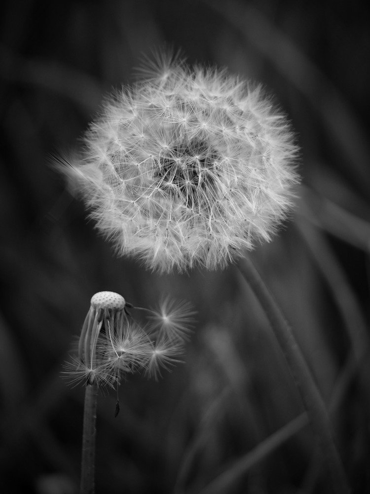 Мгновения жизни