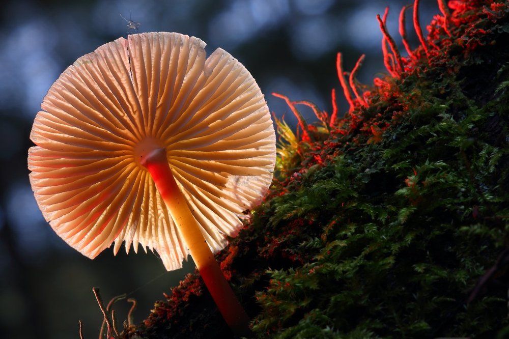 Цветные сны старого леса