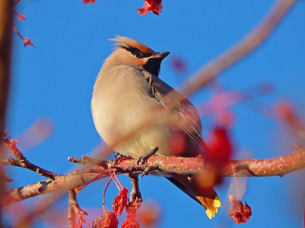 Красавицы-свиристели