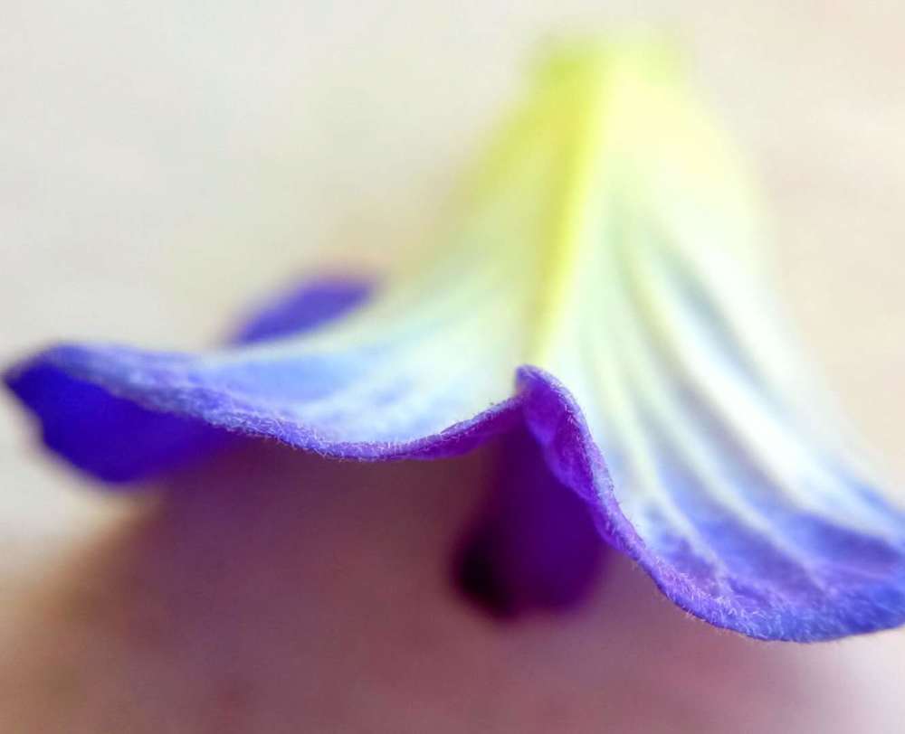 The Petal