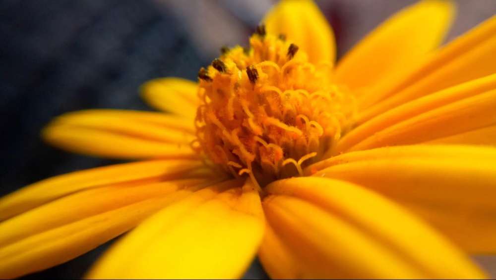 The Flower