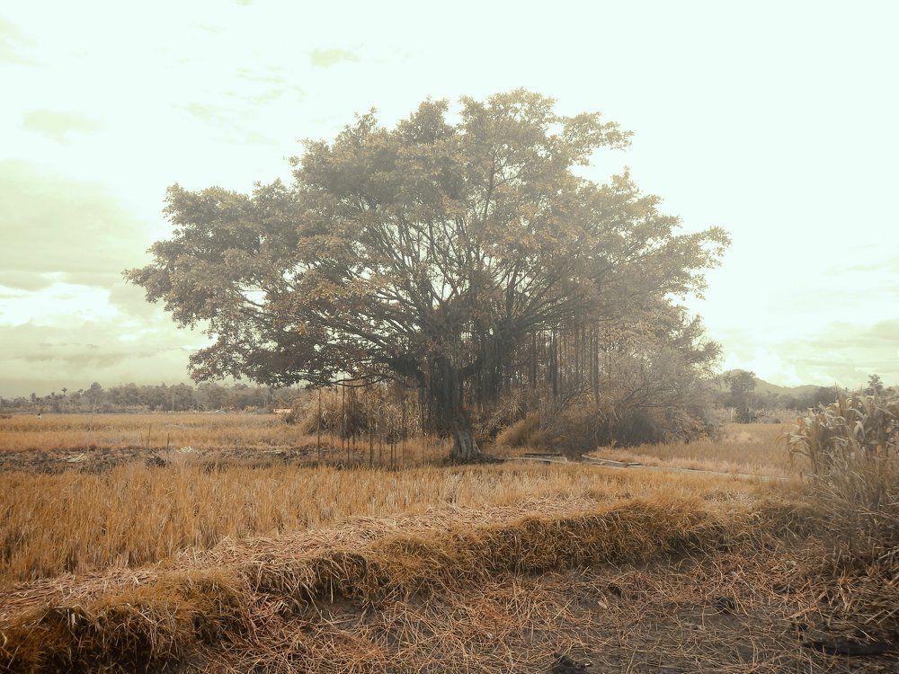 Autumn tree