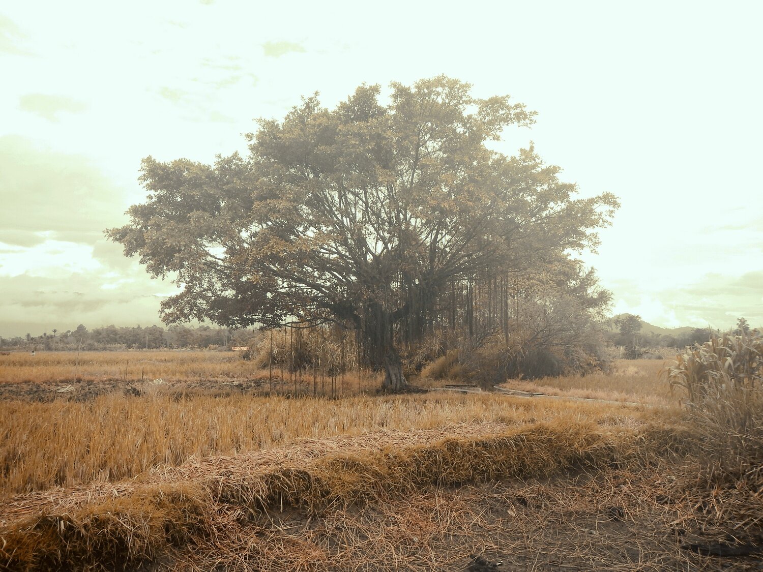 Autumn tree