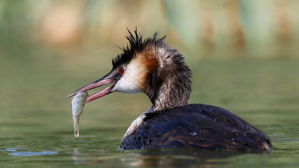 Чомга с уловом
