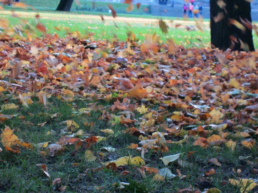 танец листьев