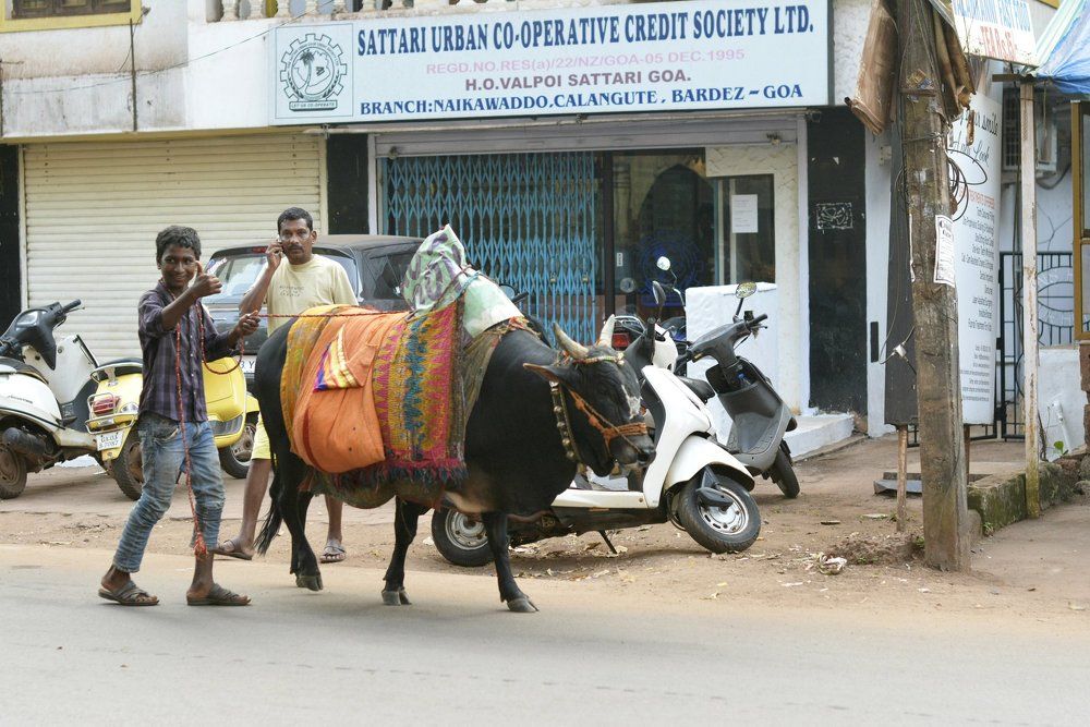С бычком Нанди