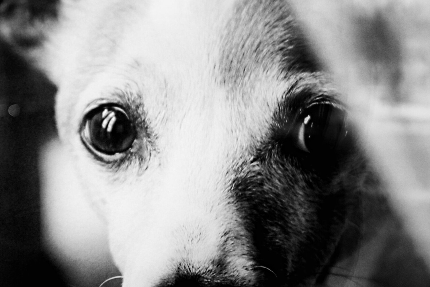 Scary Eyes