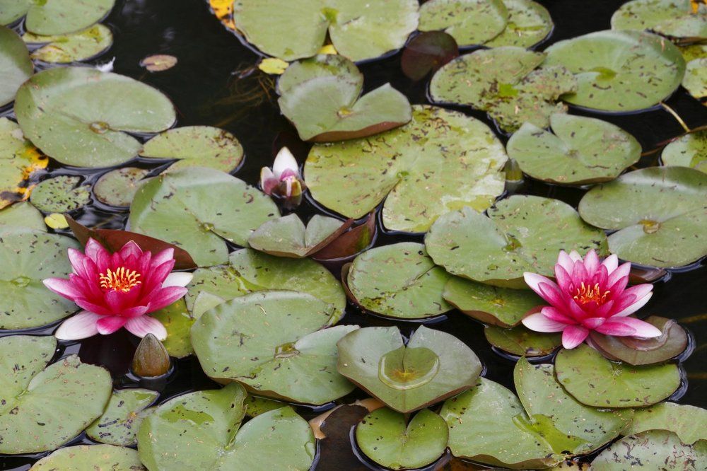 Water Lily