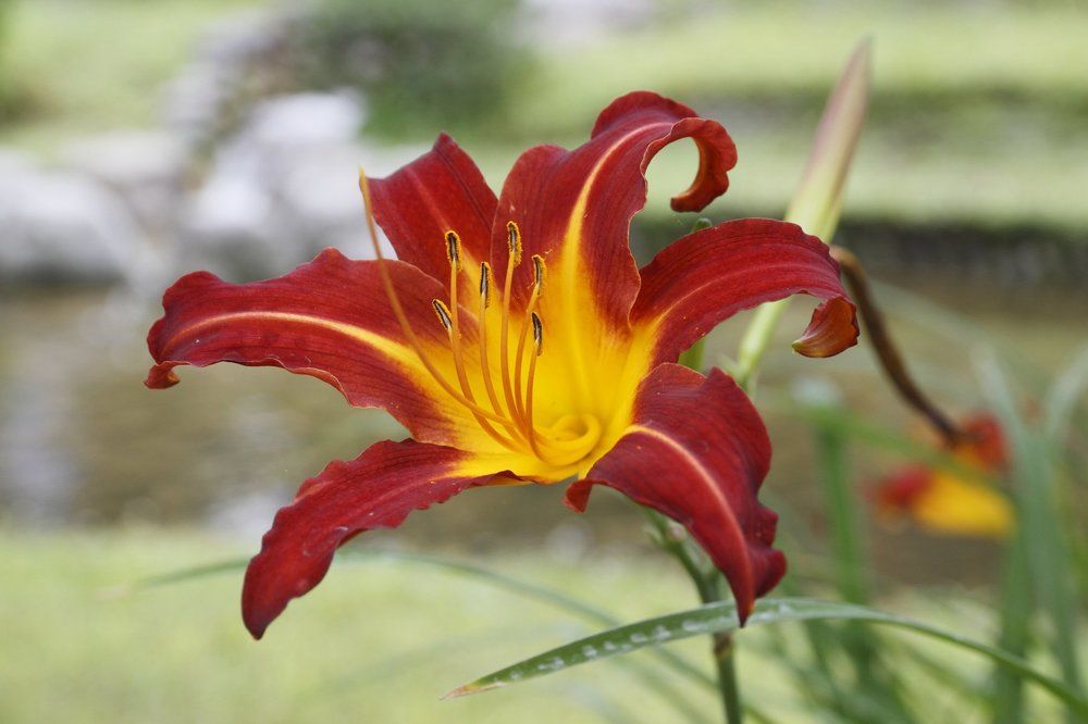 Daylily