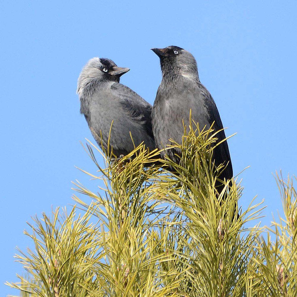 Влюблённые.