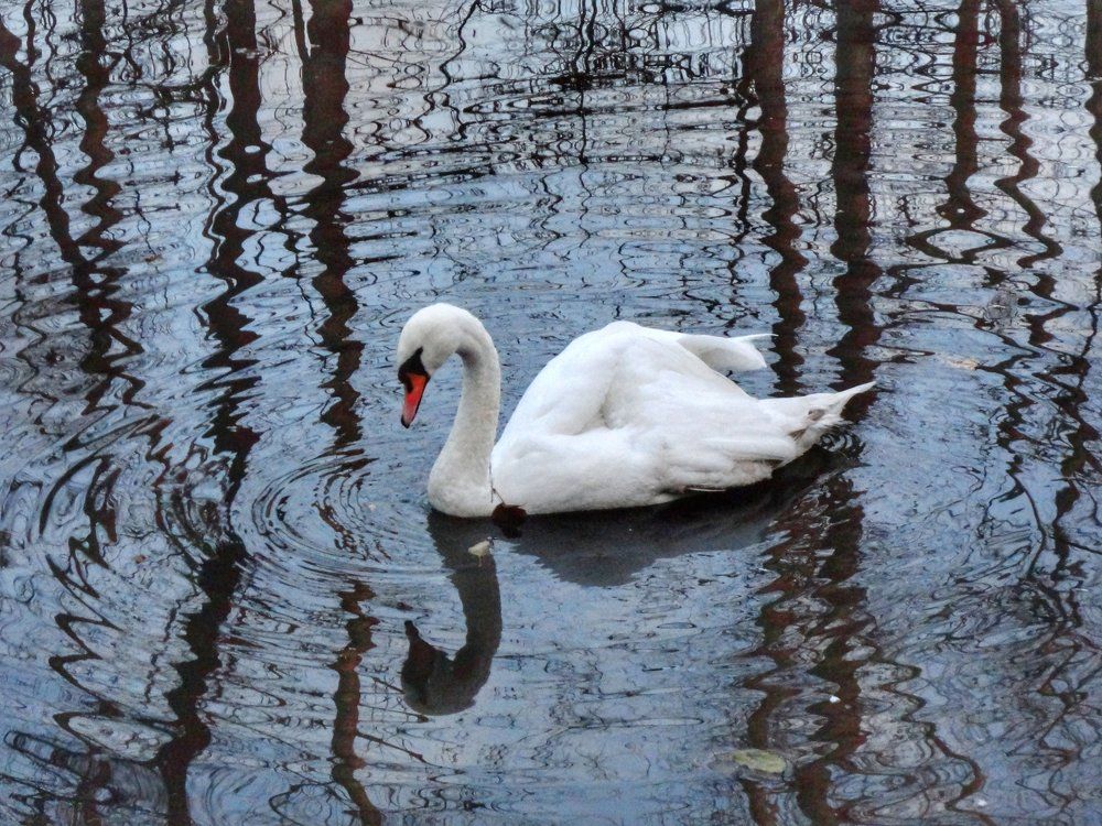 Лебедь