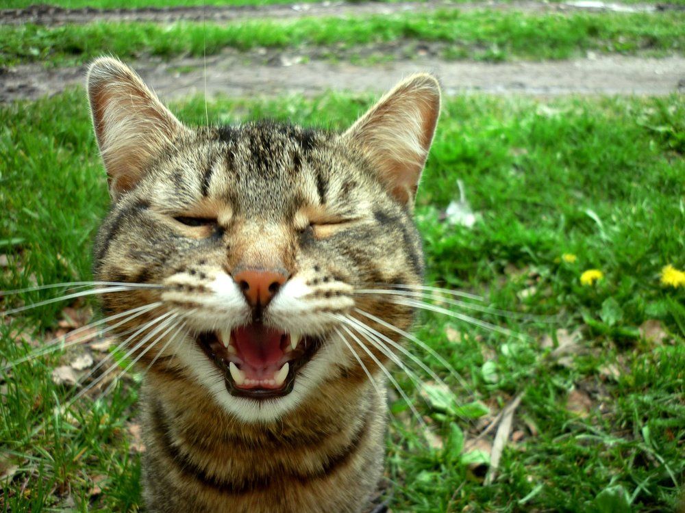 Meow))