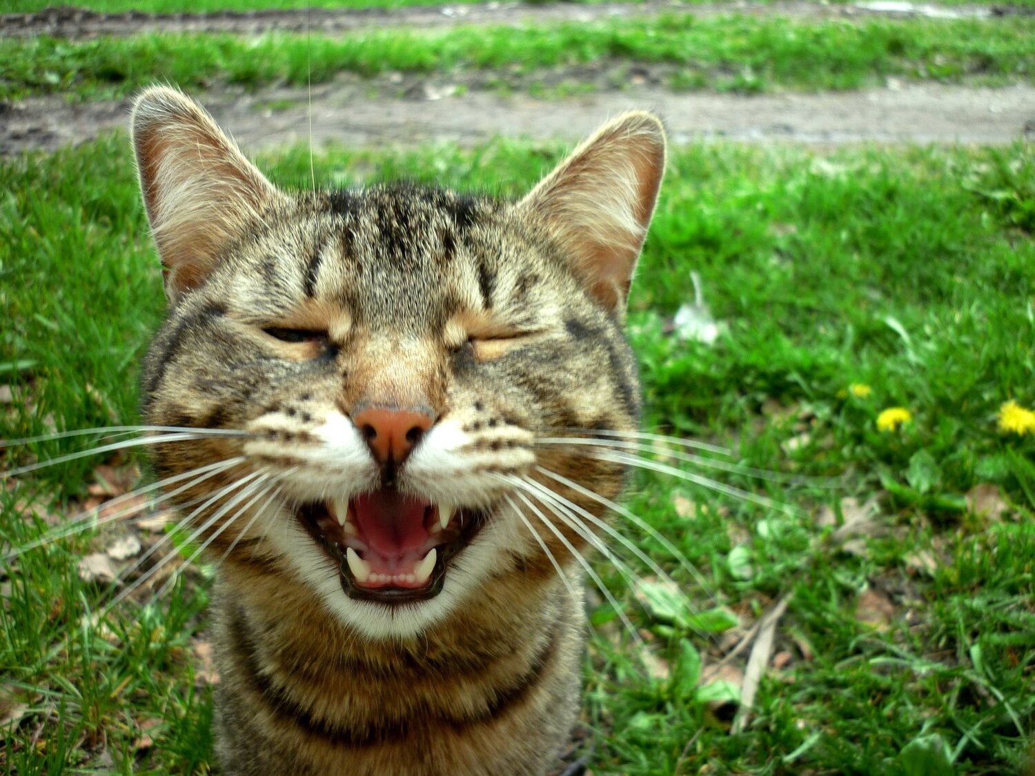 Meow))