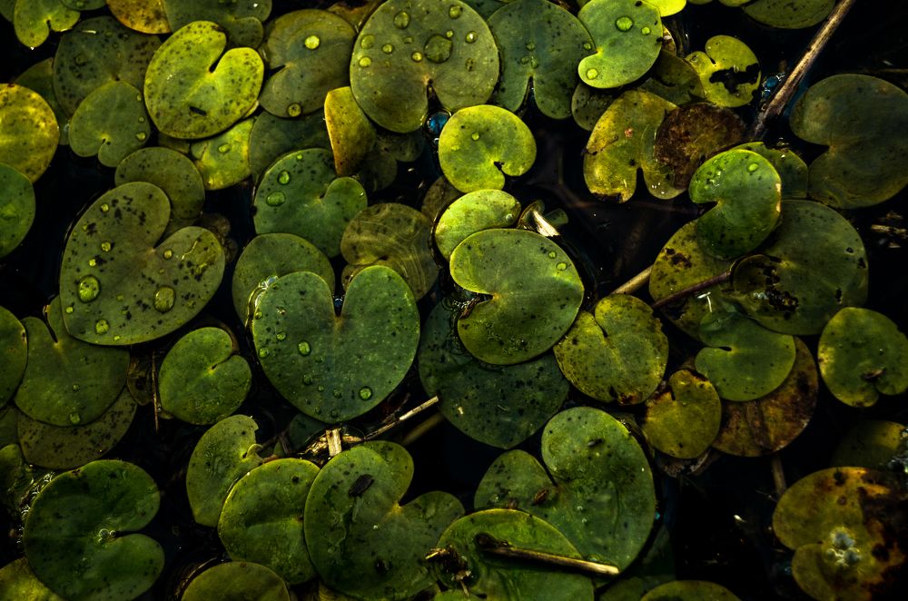 Photograph by Александр Шевкунов