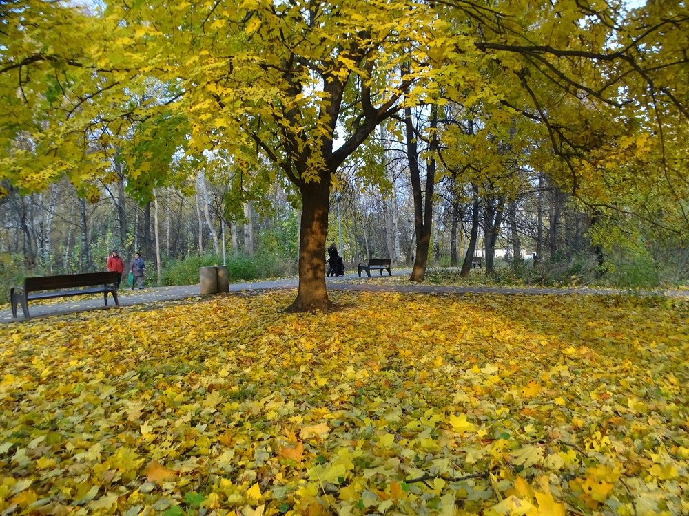 Золотая осень в парке