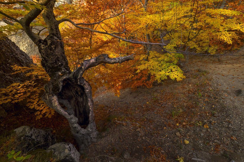 Сказки дядюшки Демерджи