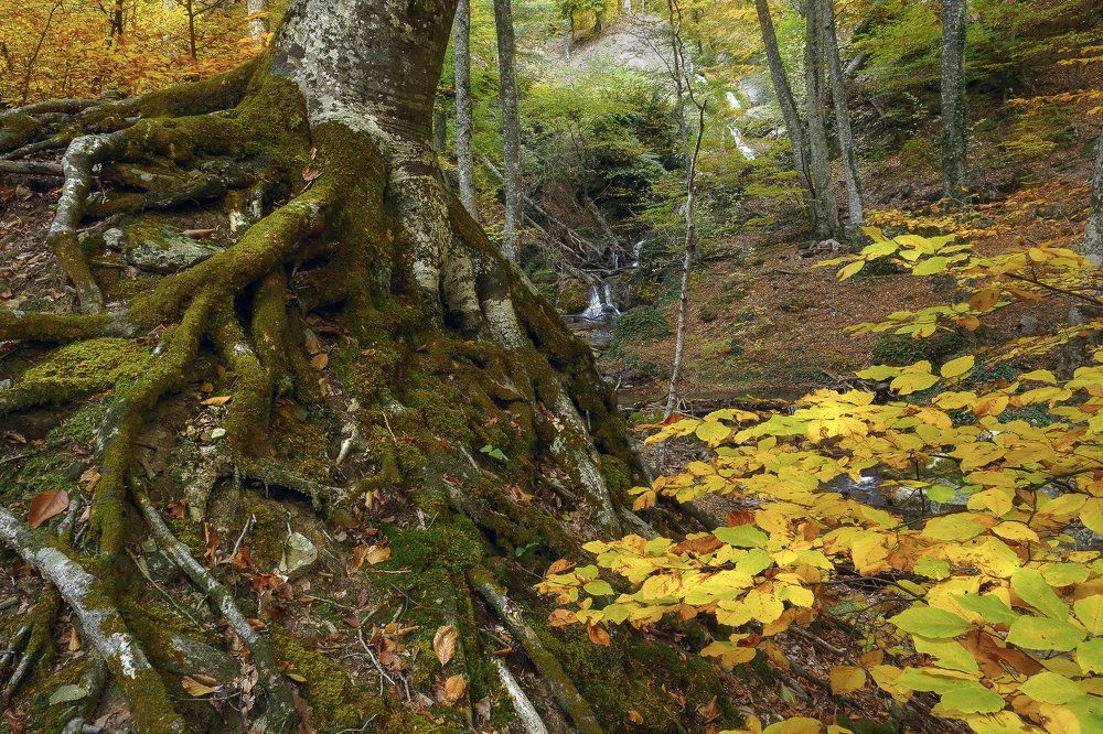 Лапы великанов