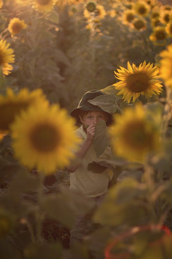 Подсолнухи