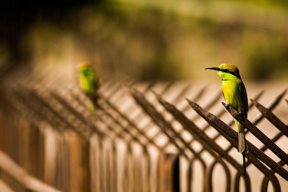 Зелёный пчельник