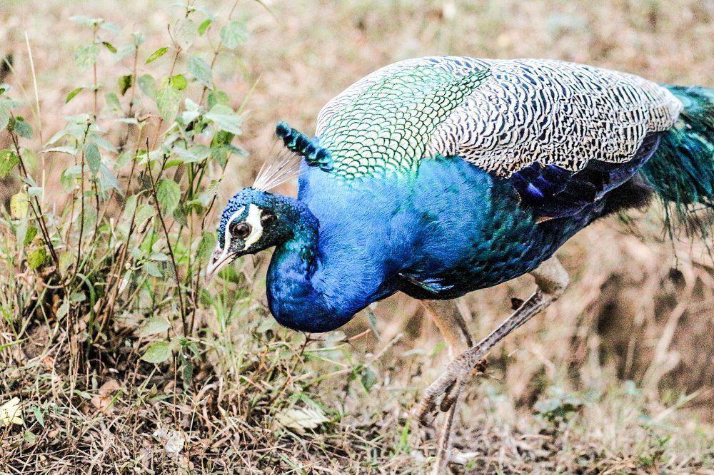Photograph by sacheth mahipal