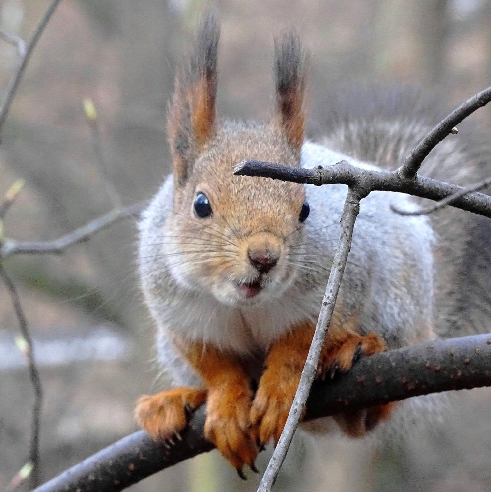 А наречём её...Джокондой!