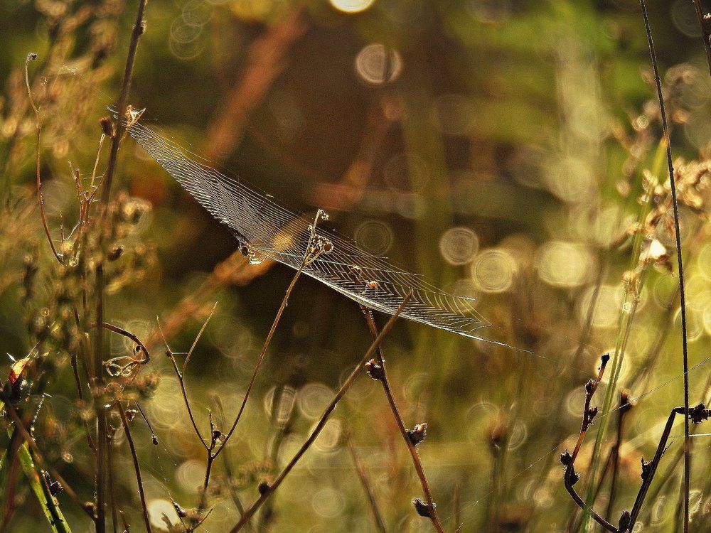 Осенний узор