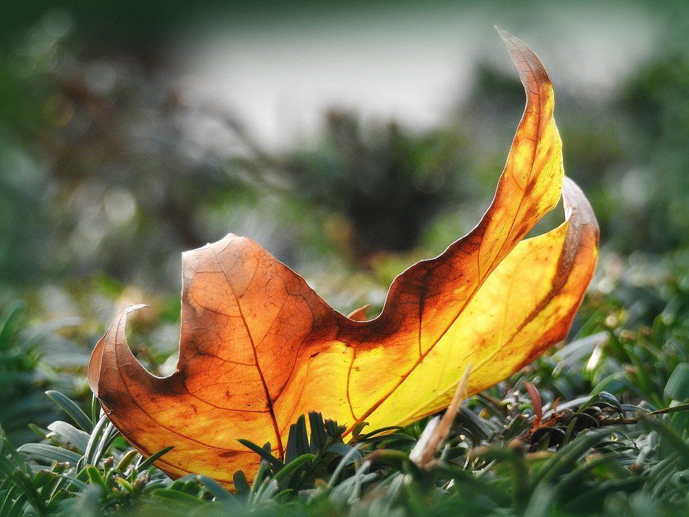 Прощание с осенью