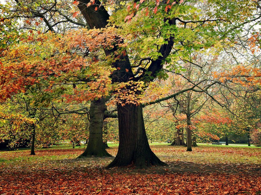 Осенняя акварель