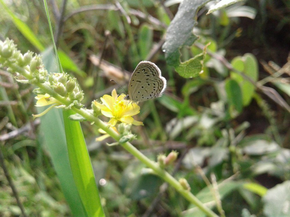 Butter with fly