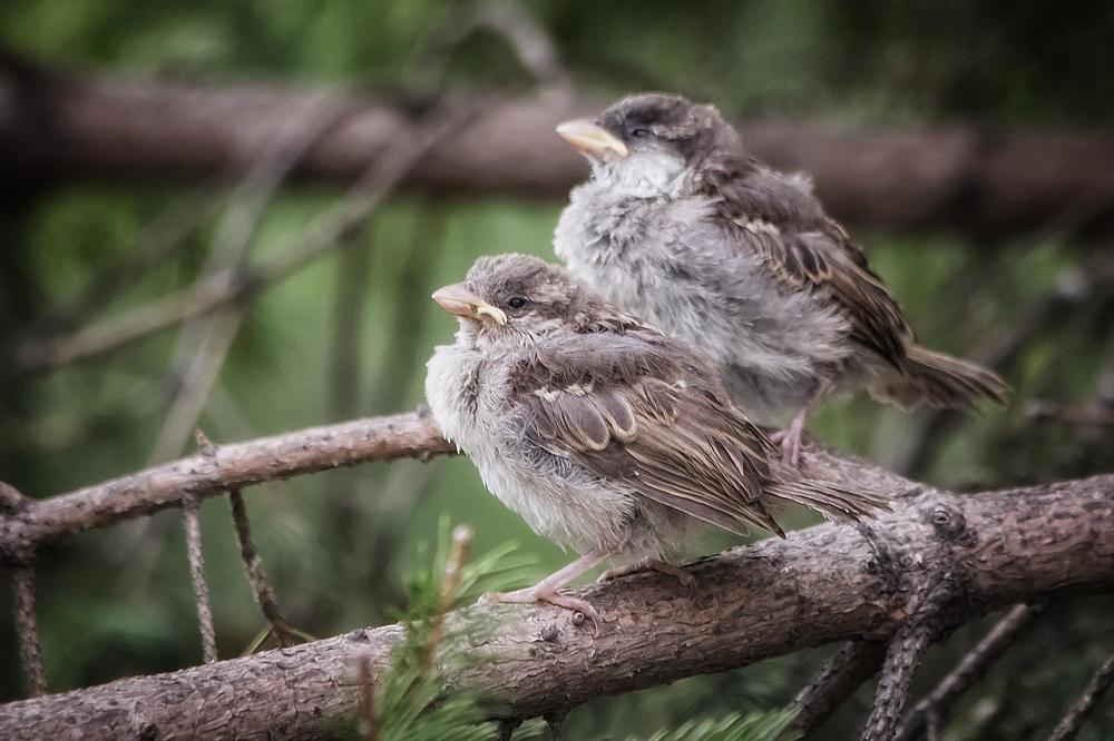 желторотики