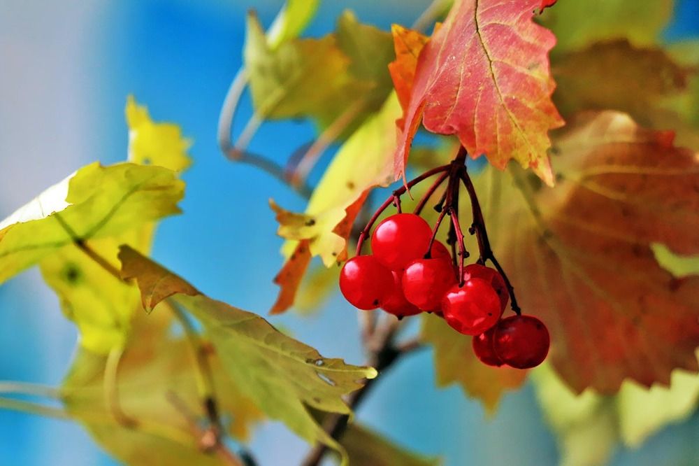 Калина красная!