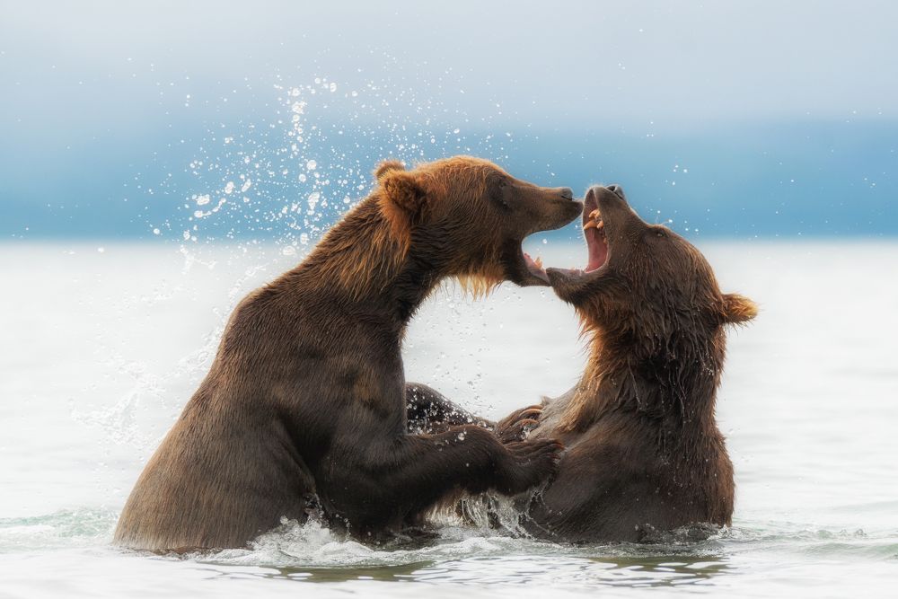В борьбе за звание главного