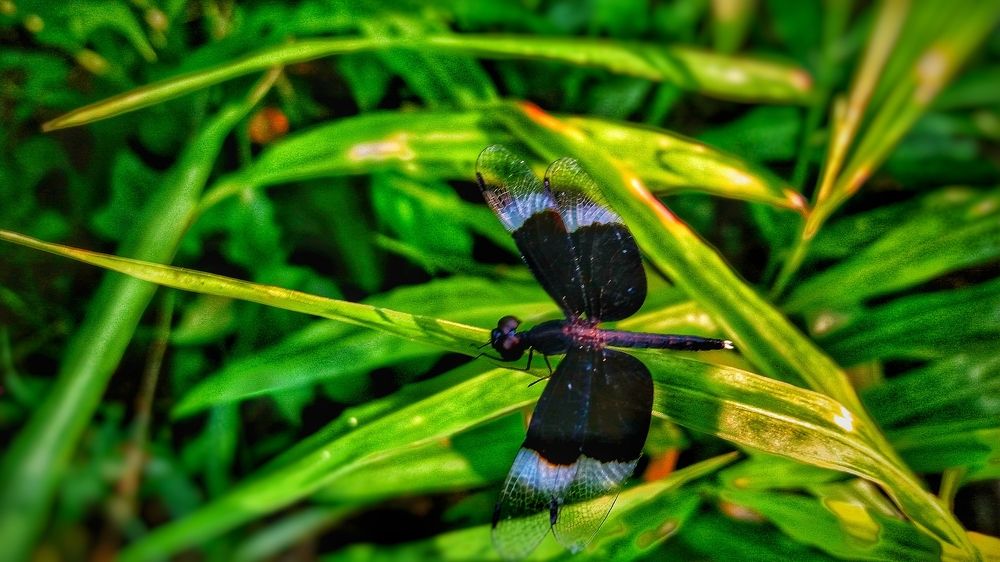 Nature integrated with surrounding lifeforms