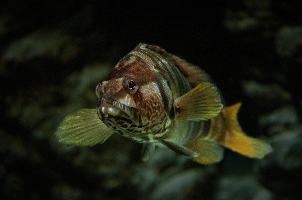 Photograph by Михаил Курихин