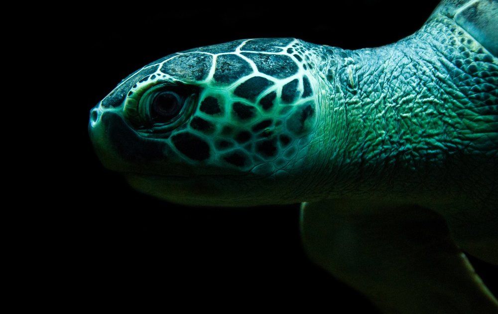 Photograph by Михаил Курихин