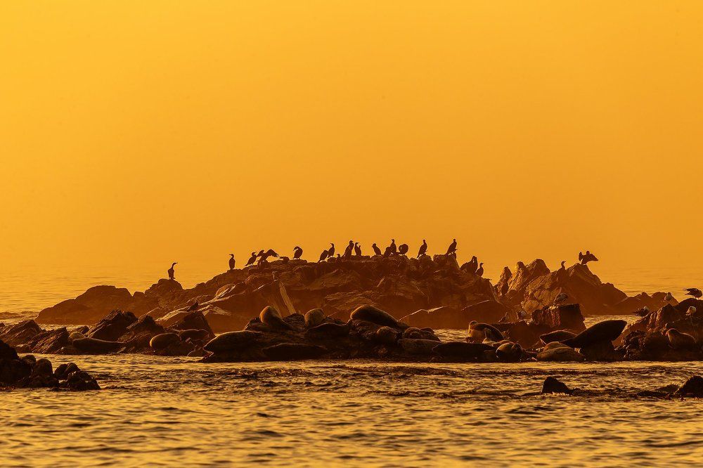 Бакланья сушка