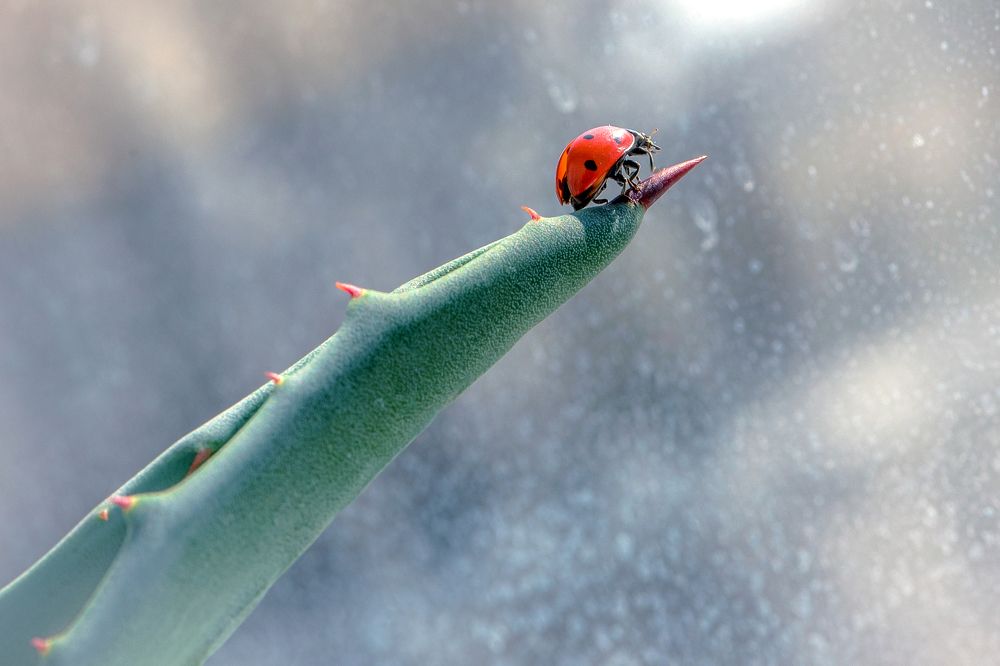 К старту готов!