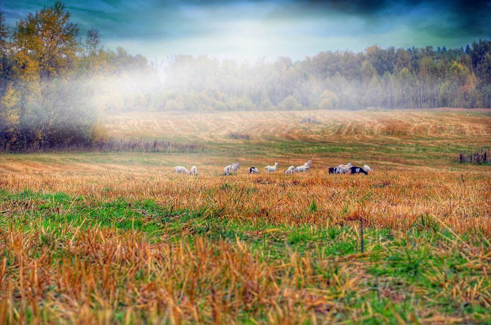 Сонное пастбище