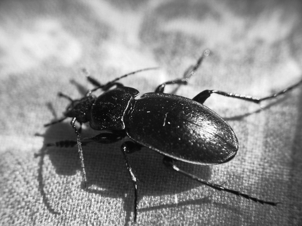 Жужелица садовая