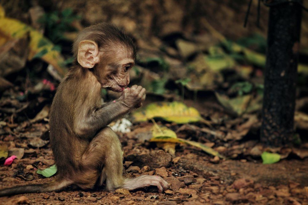 Baby Monkey